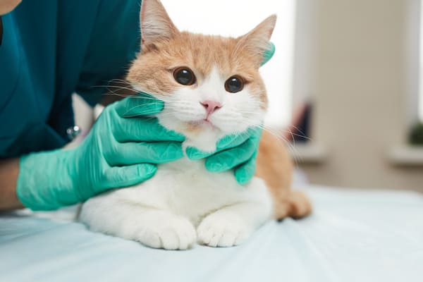 suplementy dla kota na wzmocnienie odporności